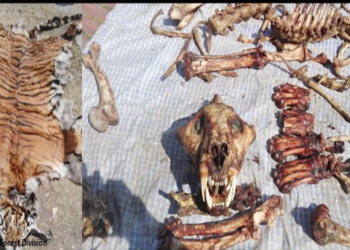 Poaching still a concern despite Bhutan’s strong conservation laws and surveillance